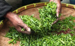 Mariage de Thé et Fruits Secs