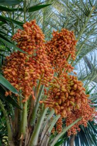 variété de dattes