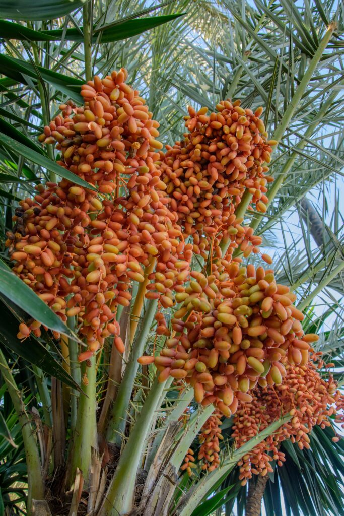 variété de dattes